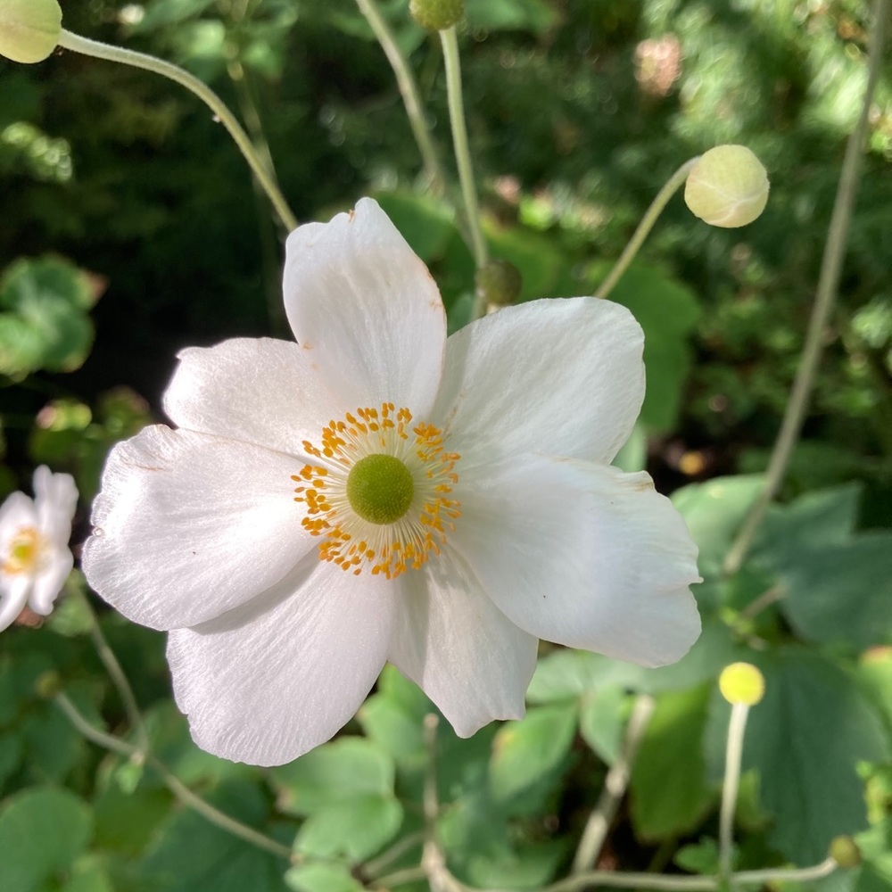 Meet your Posher, Sophie